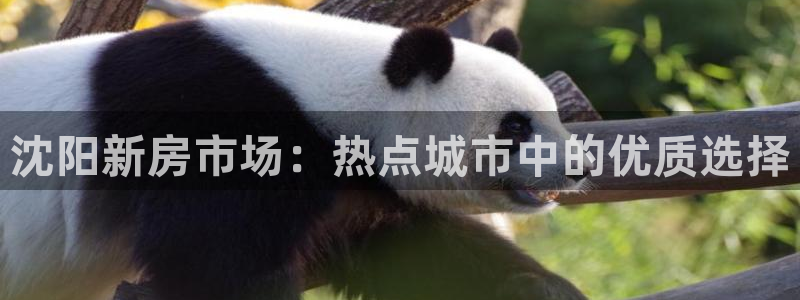 元和记官网：沈阳新房市场：热点城市中的优质选择