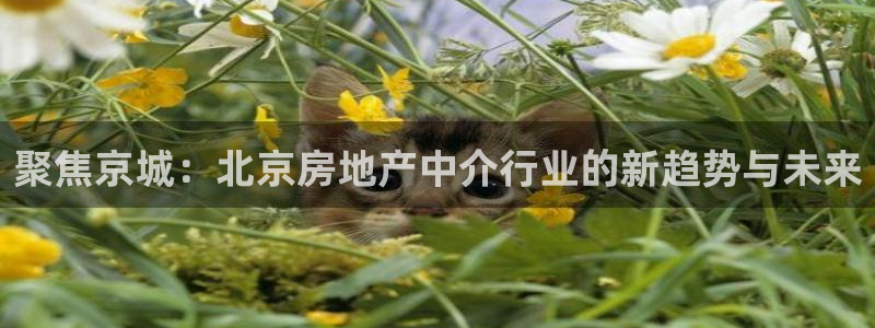和记娱解答h88285官网：聚焦京城：北京房地产中介行业的新