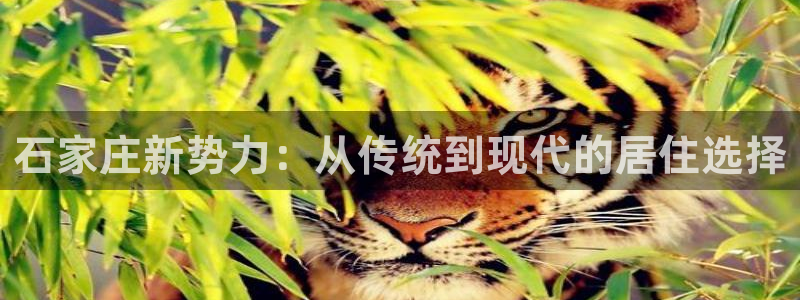 和记门店官网：石家庄新势力：从传统到现代的居住选择